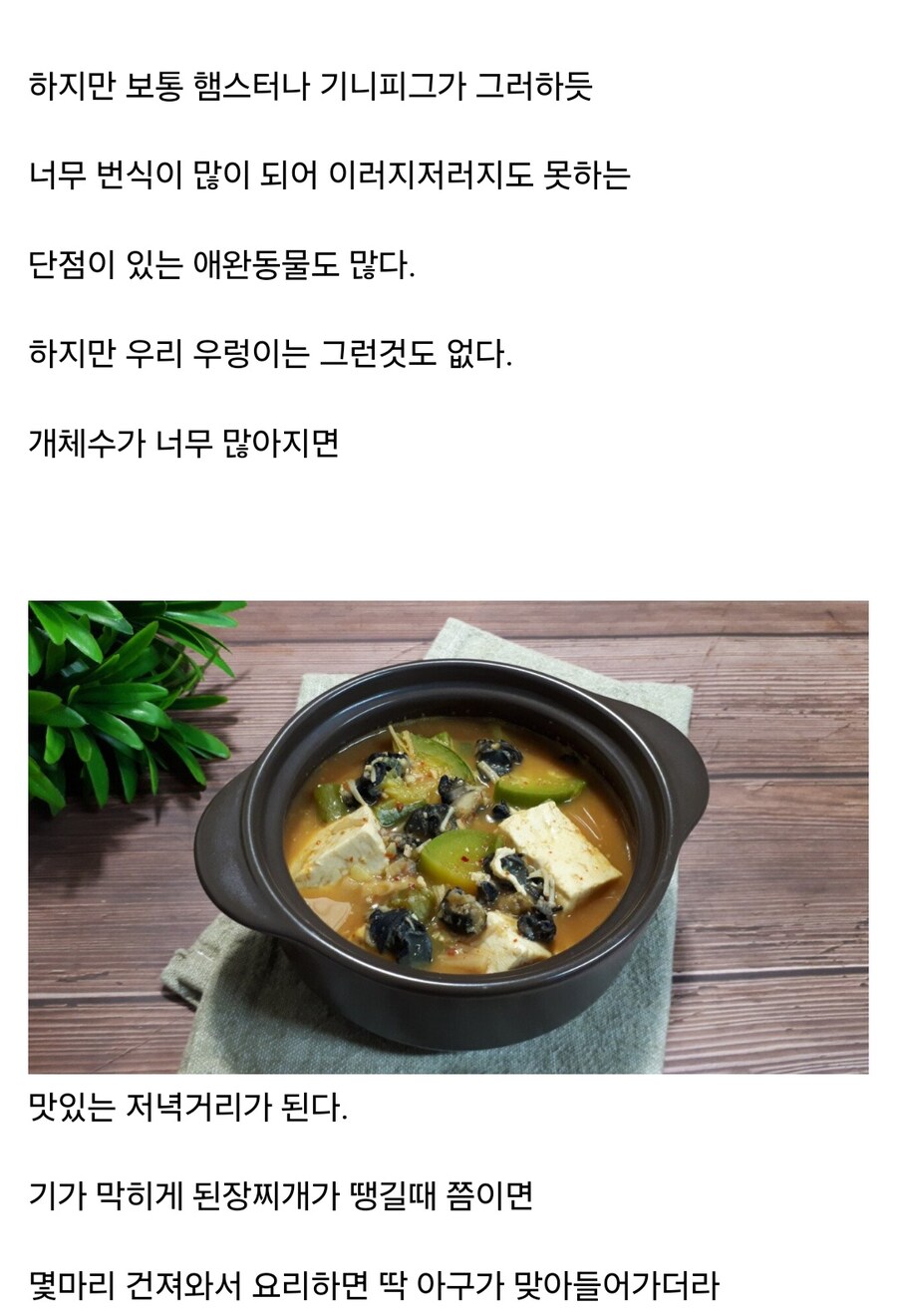 키울때 가장 난이도가 낮은 동물_4.jpg