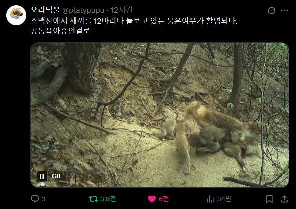 야이새기들아 지금 그럴때가아니야 소백산에서 새끼 12마리 데리고있는 여우_1.png