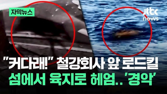 추석날 부산에 등장한 참으로 비범한 맹수._1.png