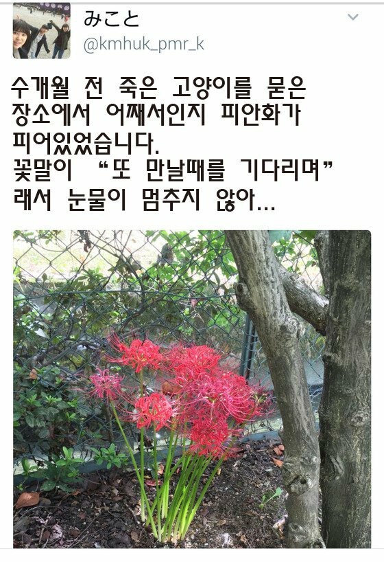 키우던 고양이가 죽어 묻어 준 일본인.jpg_1.jpg