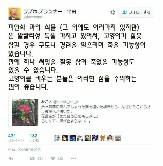 키우던 고양이가 죽어 묻어 준 일본인.jpg_2.jpg