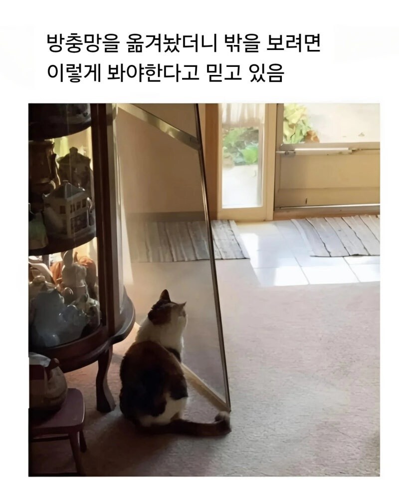 밖을 바라보는 냥냥이_1.jpg