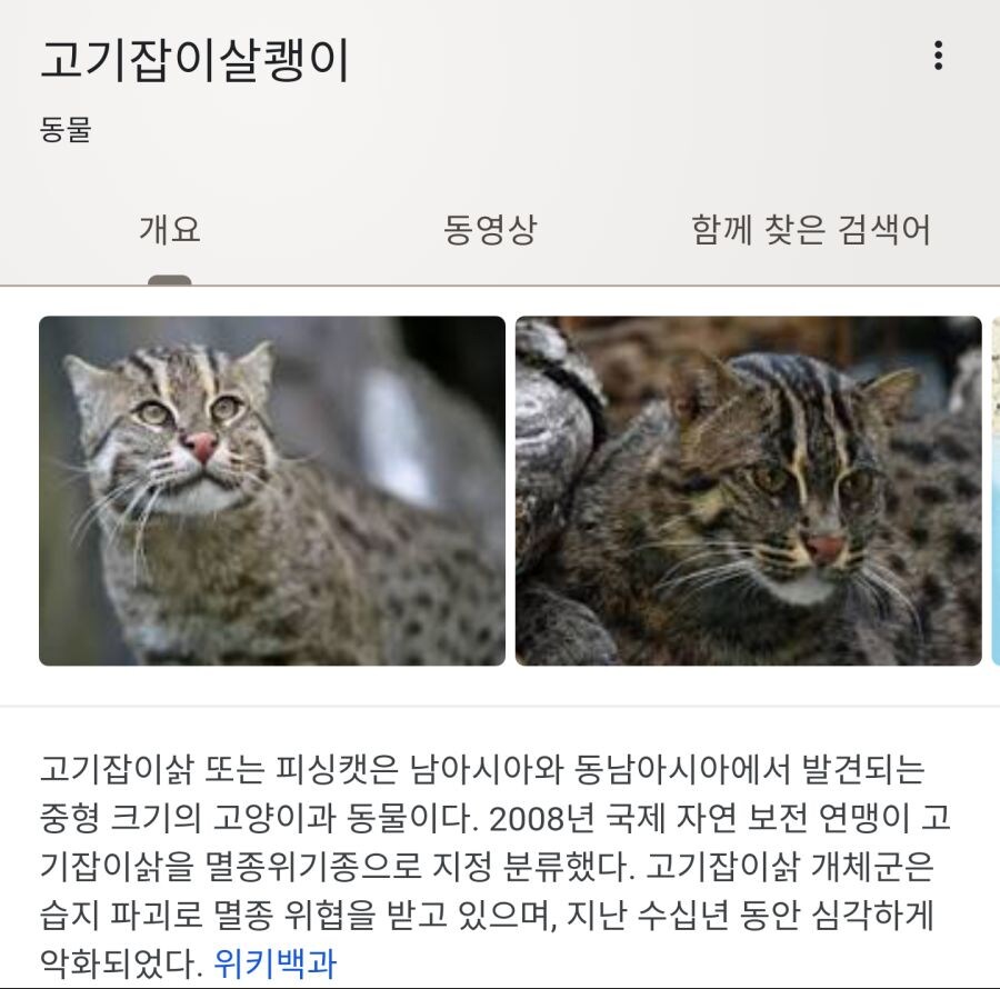 자연산 수속성 고양이.jpg_4.jpg