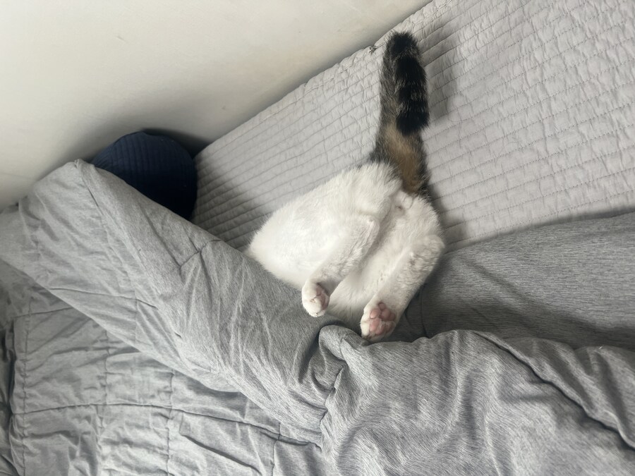 우리집 막내고양이 근황_1.jpg