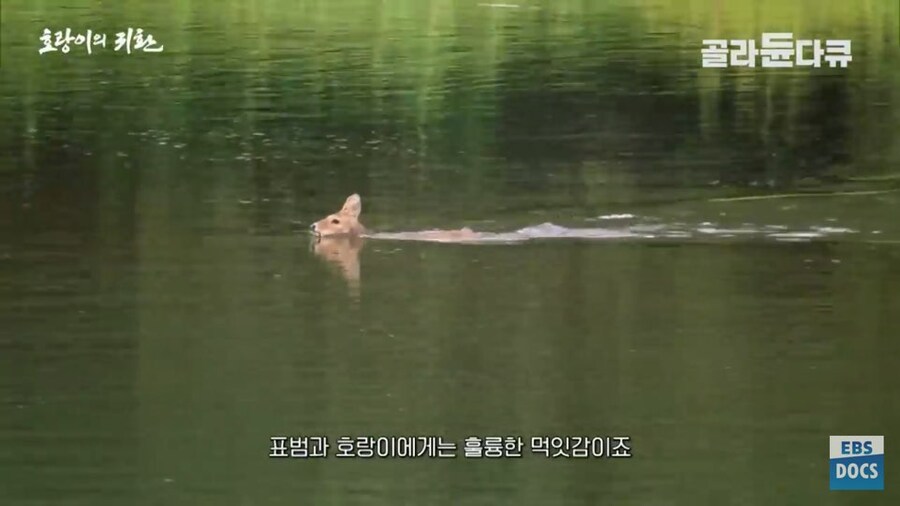 러시아 전문가 : 호랑이와 표범은 이미 한반도로 돌아갔음. 확실함_5.jpg