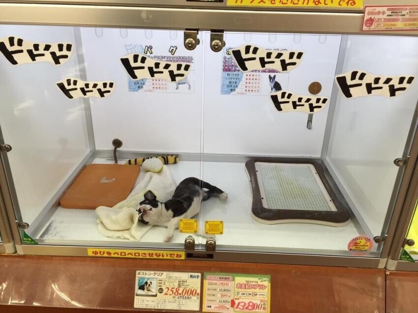 팔려나갈 준비 해라 이기야_1.jpg