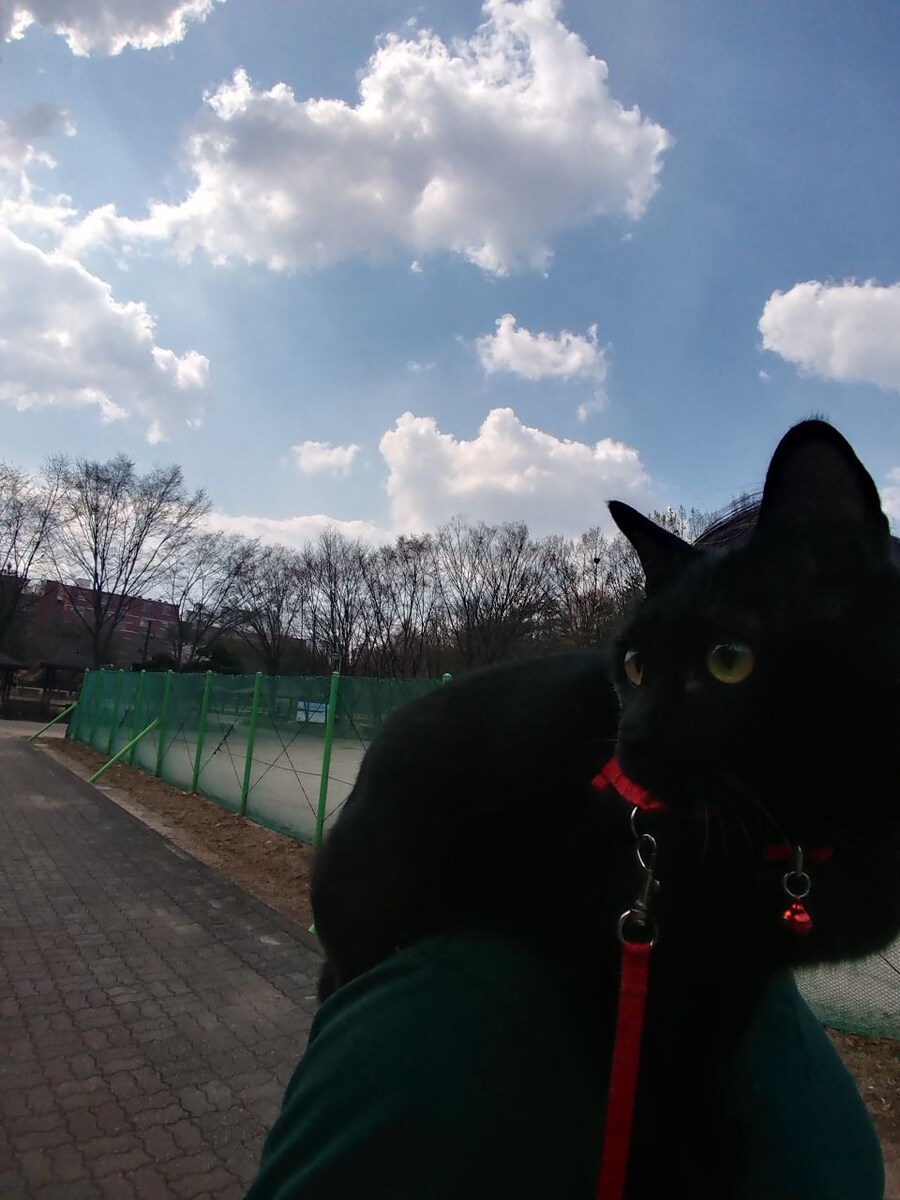 인기없는 검음 고양이 원시 고대의 모습_1.jpg