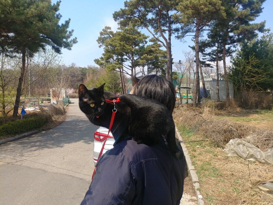 인기없는 검음 고양이 원시 고대의 모습_6.jpg