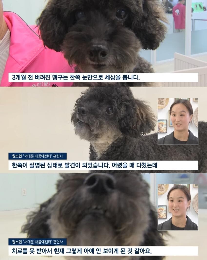 그런데 뉴스 보니까 진짜 애완동물 버리는 루트 중 제일 흔한게_2.jpg