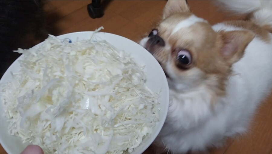 맹견주의_2.jpg