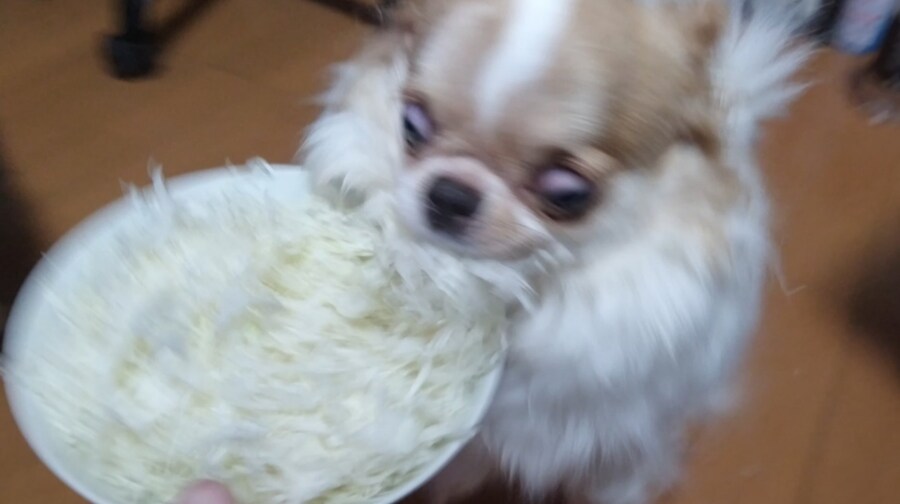 맹견주의_3.jpg