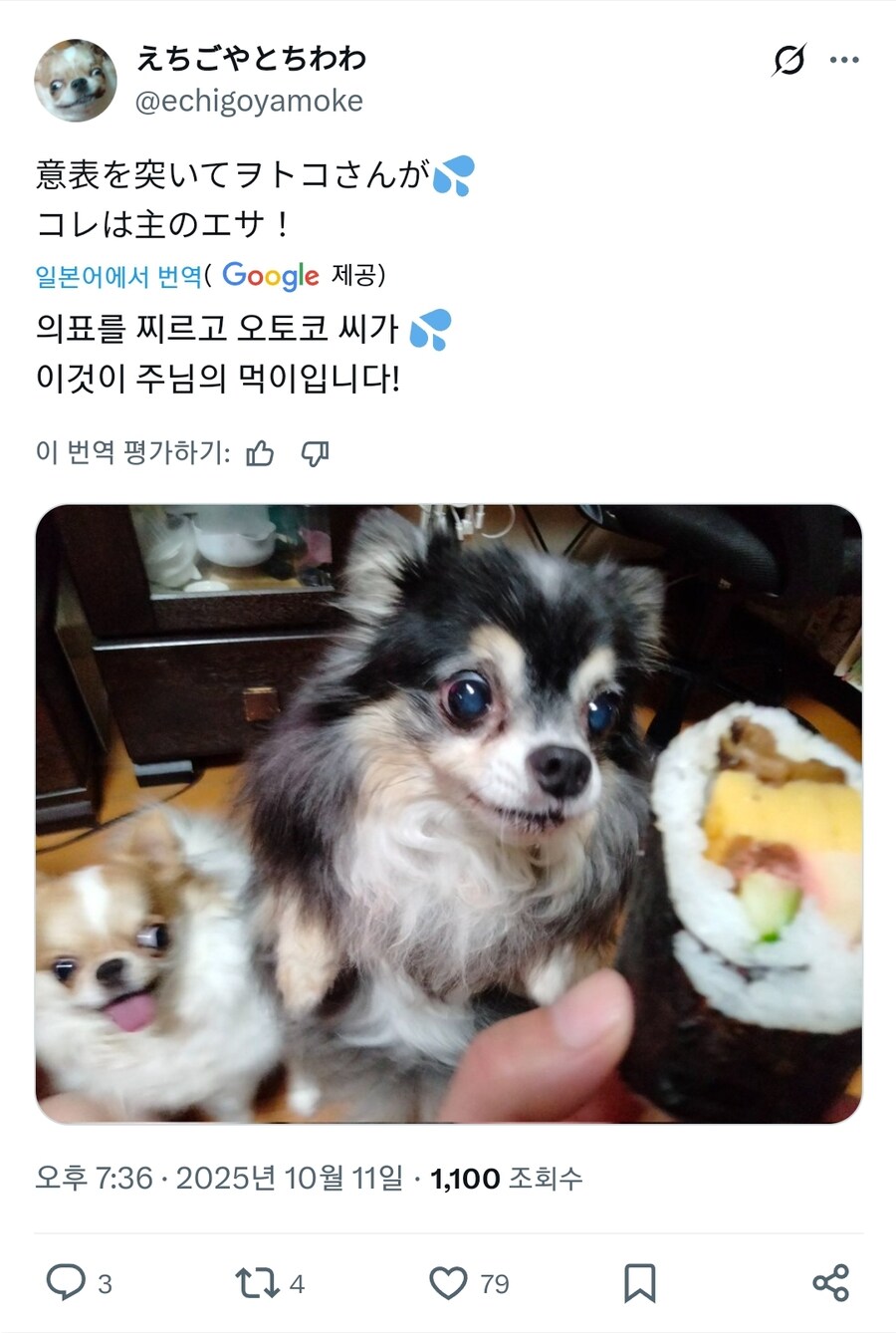 국수견 배추견, 그리고_1.jpg