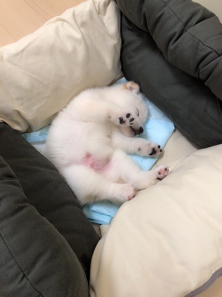 잠든강아지 구경하기.jpg_1.jpg