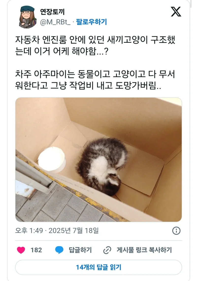 자동차 엔진룸 안에 있던 새끼고양이._1.webp