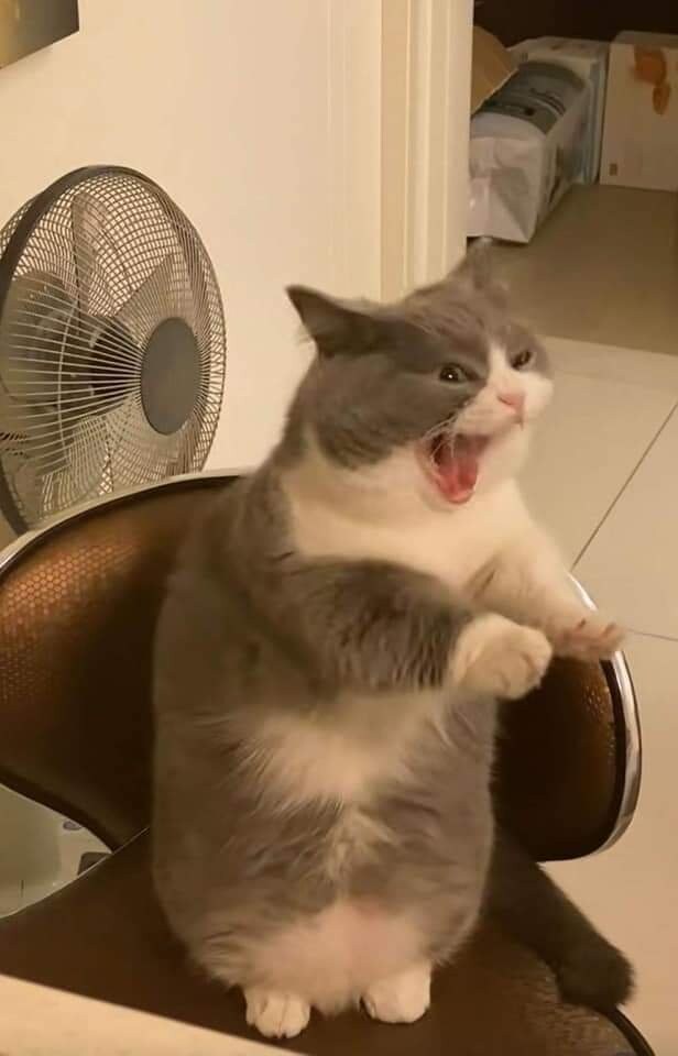 하품하는걸 들킨 고양이_2.jpg
