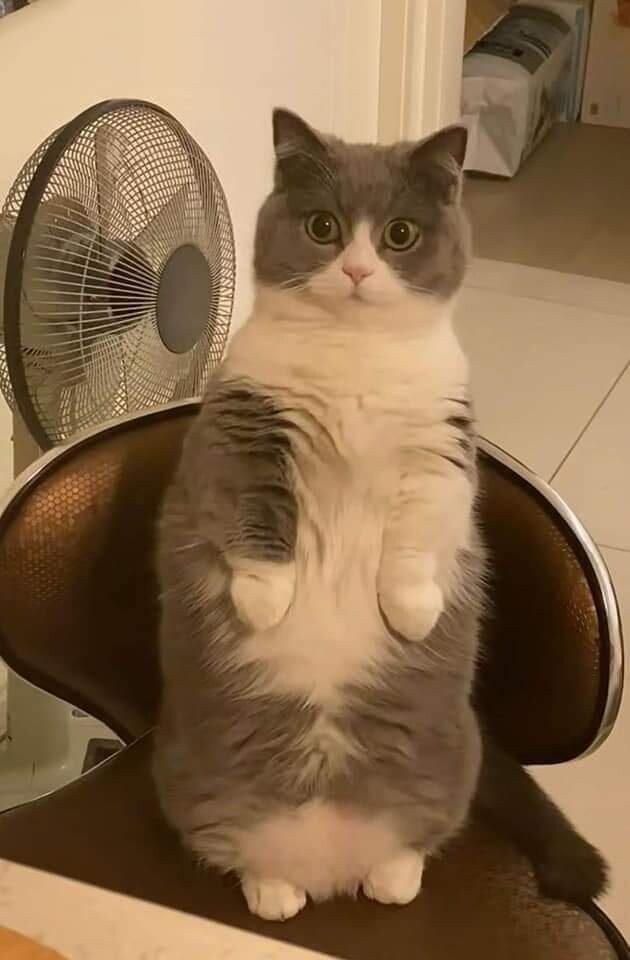 하품하는걸 들킨 고양이_4.jpg