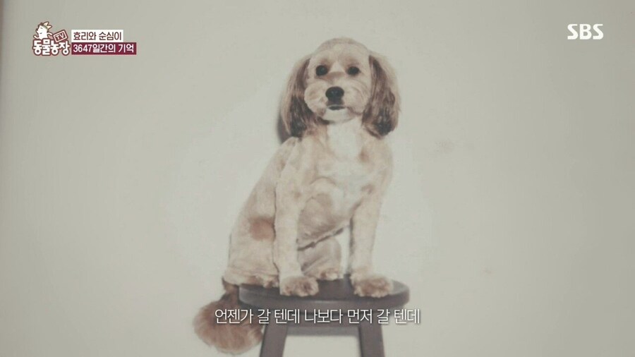 반려견이 곧 떠난다는 걸 직감하는 순간_1.jpg