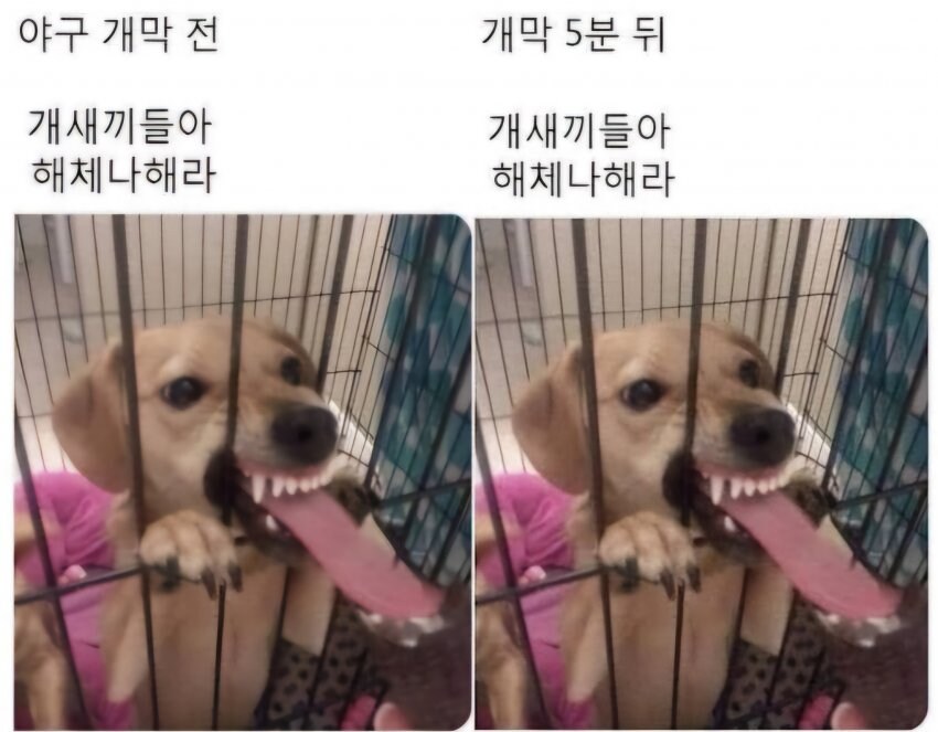 오늘 올라온 거위 변호사의 영상늘 올라온 거위 변호사의 영상_2.jpg