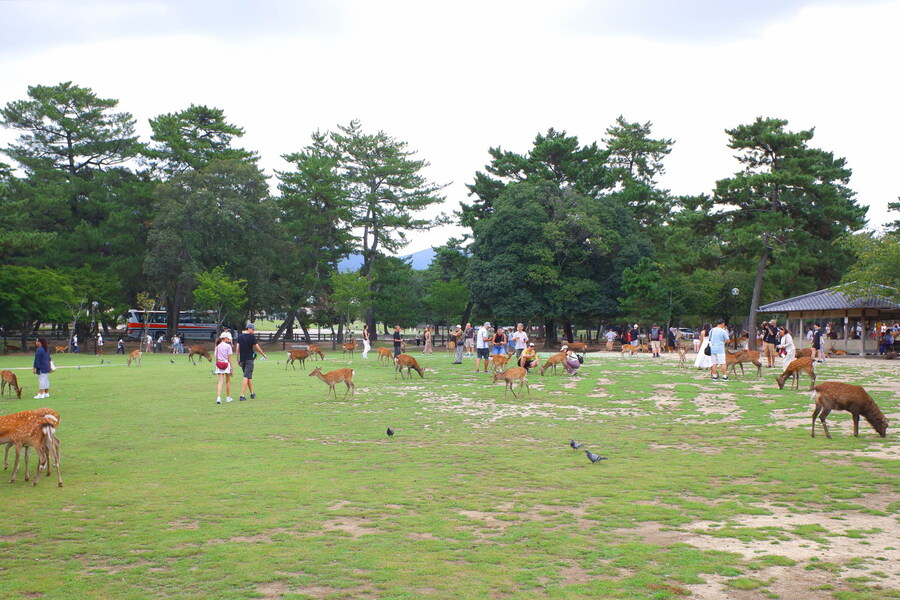 교토 너머, 근교 여행 2부 - 나라 (초스압)_7.jpg