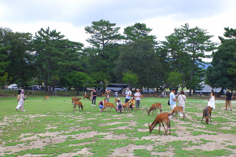 교토 너머, 근교 여행 2부 - 나라 (초스압)_8.jpg