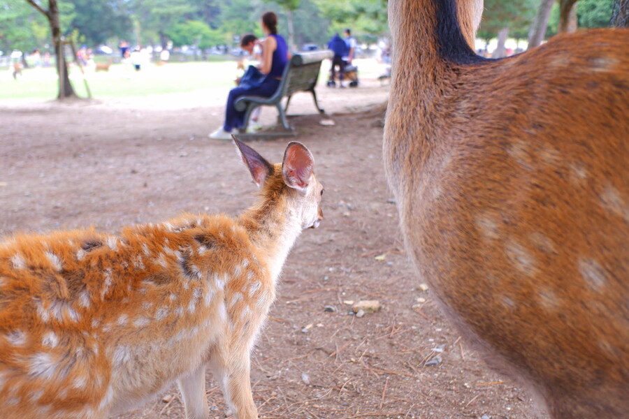 교토 너머, 근교 여행 2부 - 나라 (초스압)_12.jpg
