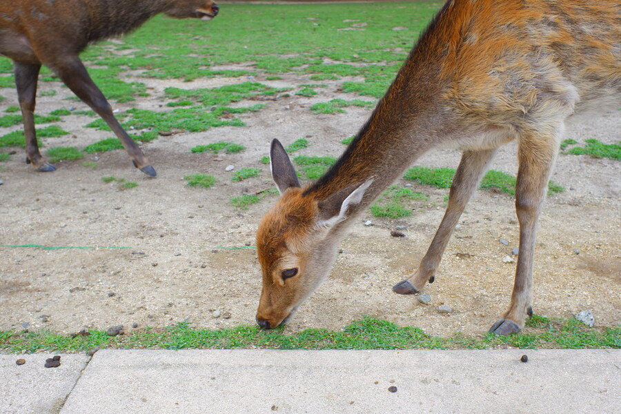 교토 너머, 근교 여행 2부 - 나라 (초스압)_13.jpg
