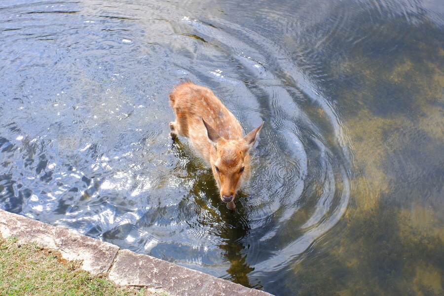 교토 너머, 근교 여행 2부 - 나라 (초스압)_15.jpg