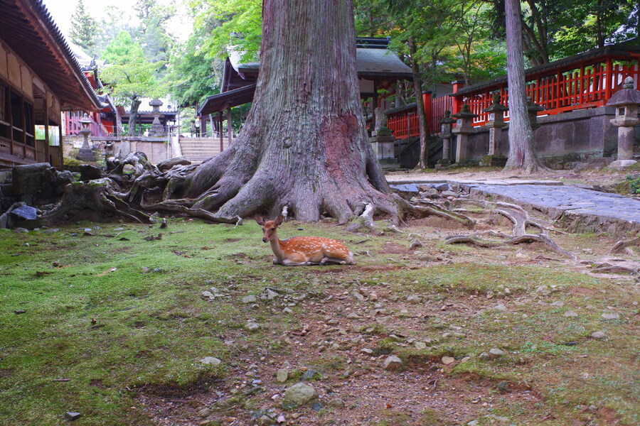 교토 너머, 근교 여행 2부 - 나라 (초스압)_51.jpg