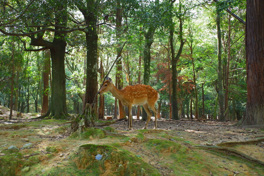 교토 너머, 근교 여행 2부 - 나라 (초스압)_90.jpg
