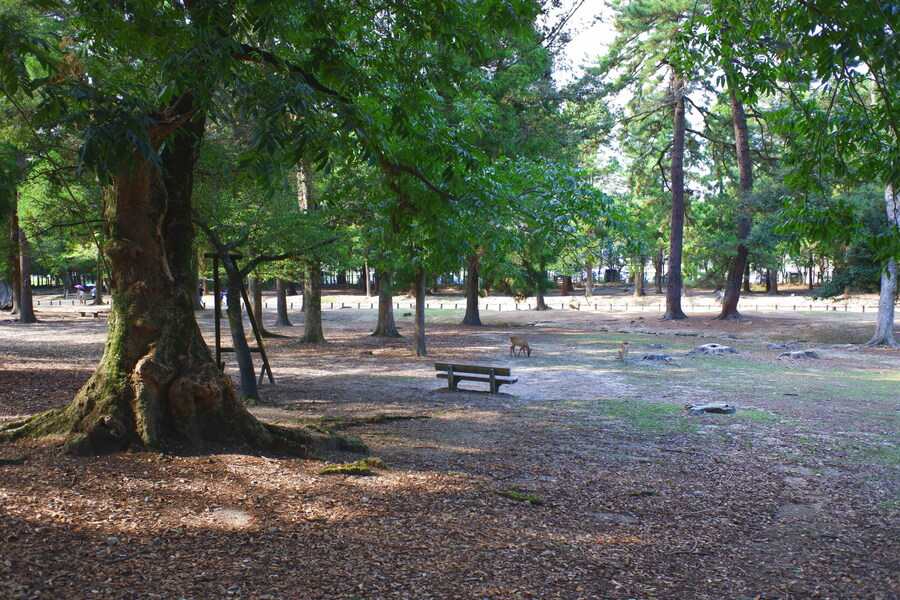 교토 너머, 근교 여행 2부 - 나라 (초스압)_92.jpg