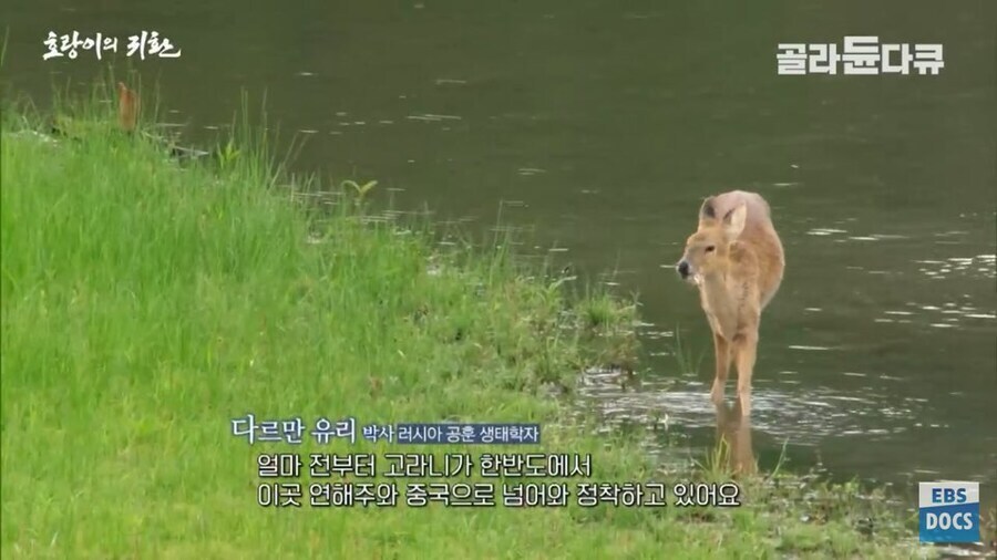 러시아 전문가 : 호랑이나 표범은 이미 한반도에서 복원되었을겁니다_4.jpg