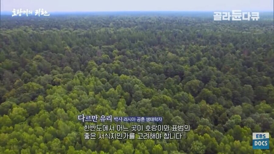 러시아 전문가 : 호랑이나 표범은 이미 한반도에서 복원되었을겁니다_13.jpg