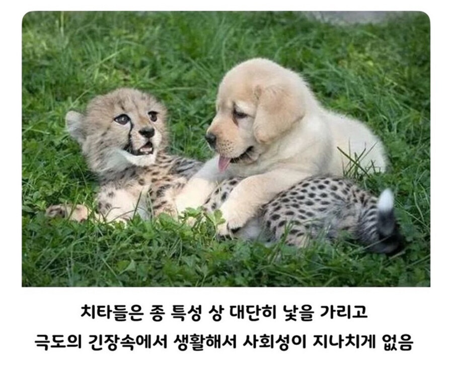 아싸 찐따 히키코모리 치타들 사회성 길러주는 친구.jpg_1.jpg
