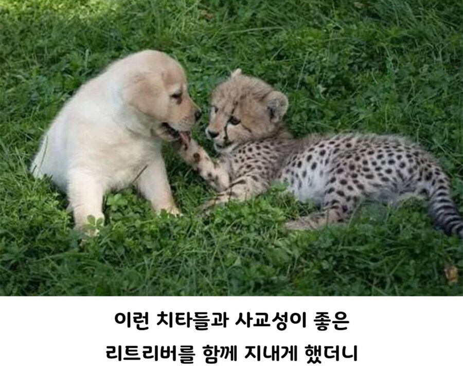 아싸 찐따 히키코모리 치타들 사회성 길러주는 친구.jpg_4.jpg
