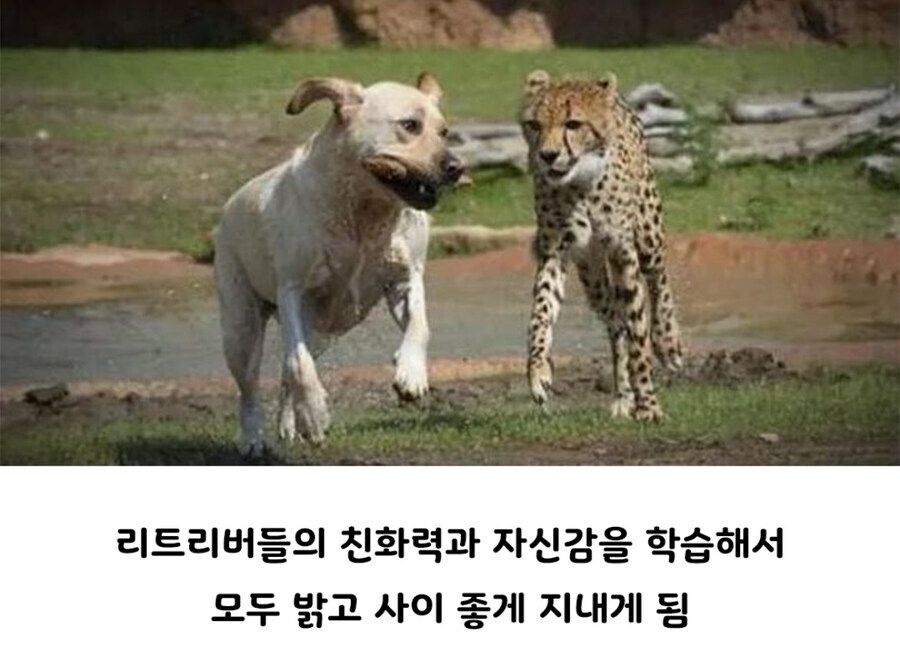 아싸 찐따 히키코모리 치타들 사회성 길러주는 친구.jpg_5.jpg