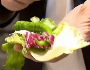 한국 쌈문화를 홍보하는 전문가_1.jpg