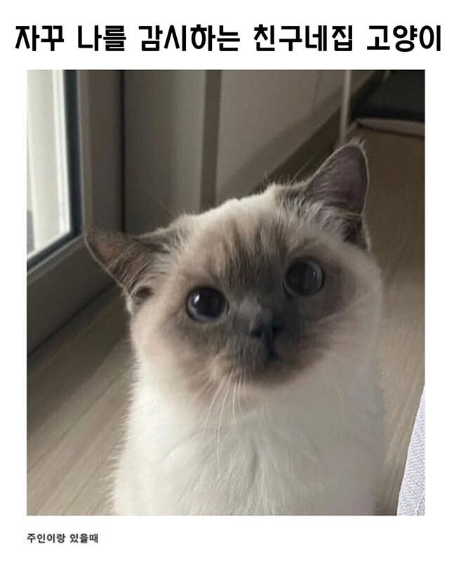 자꾸 나를 감시하는 친구네 집 고양이_1.jpg