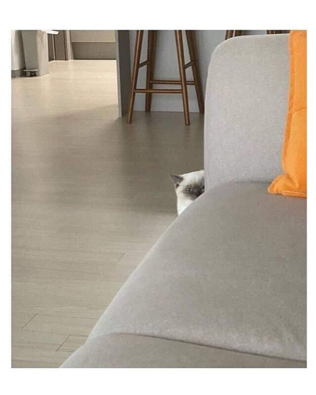 자꾸 나를 감시하는 친구네 집 고양이_2.jpg