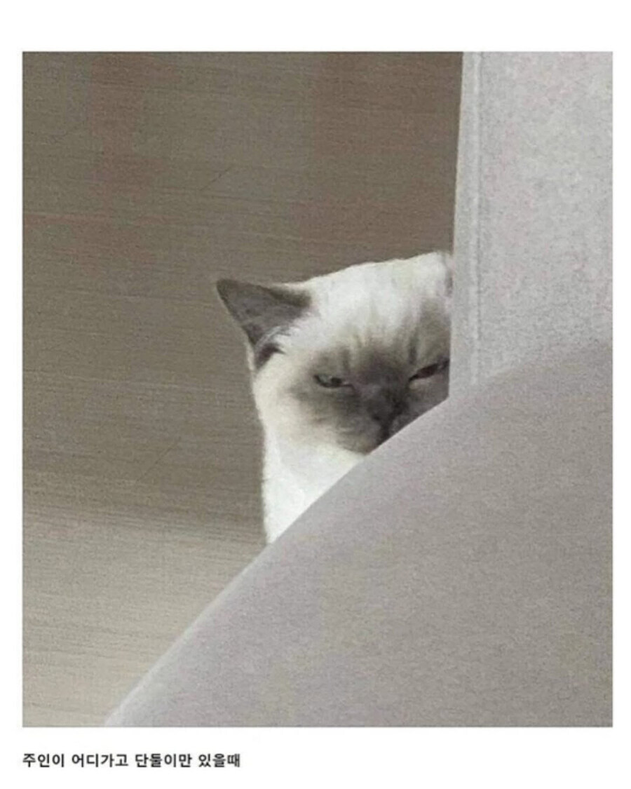 자꾸 나를 감시하는 친구네 집 고양이_3.jpg