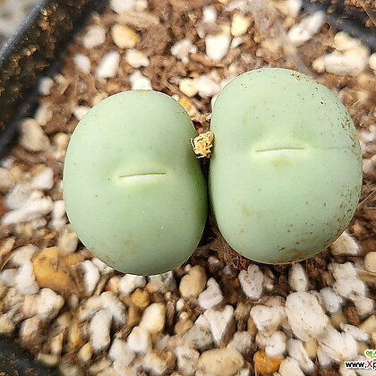 오우 함몰!!!_1.jpg