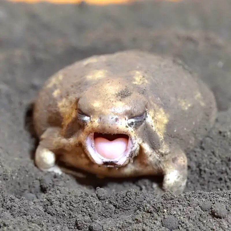 일명 감자요정_2.png