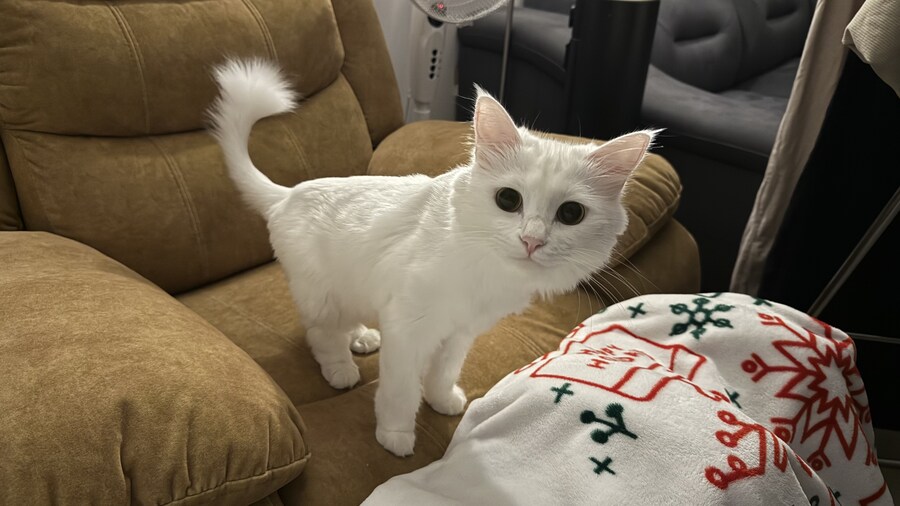 너넨 고양이 키우지마라_8.jpg