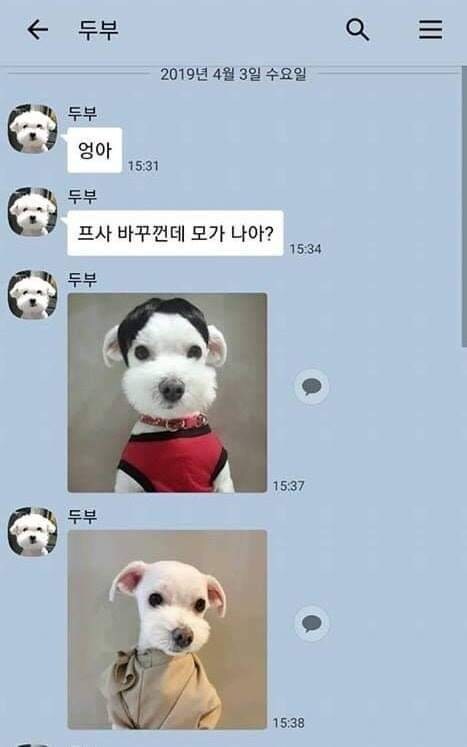댕댕이랑 카톡할수 있다면.jpg_1.jpg