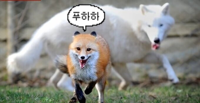 한국 역습의 샤아 팬들 환장할 소식_8.jpg