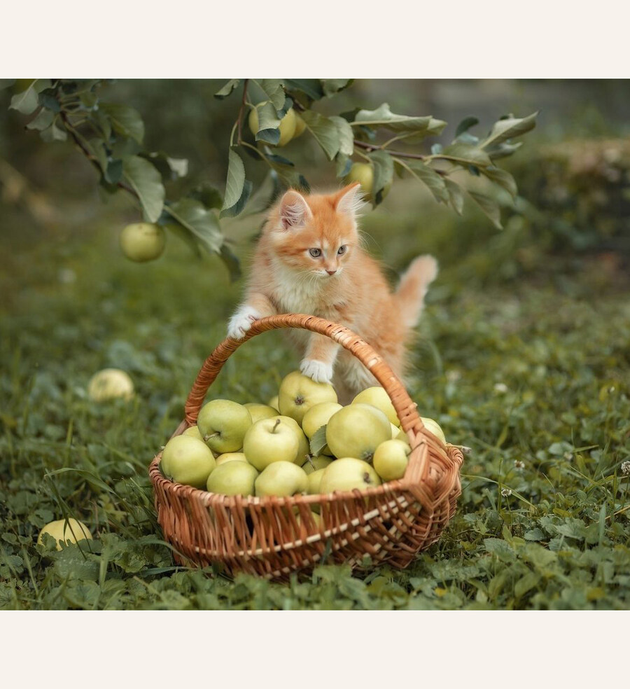 사과🍏 담는 고양이🐱_2.jpg