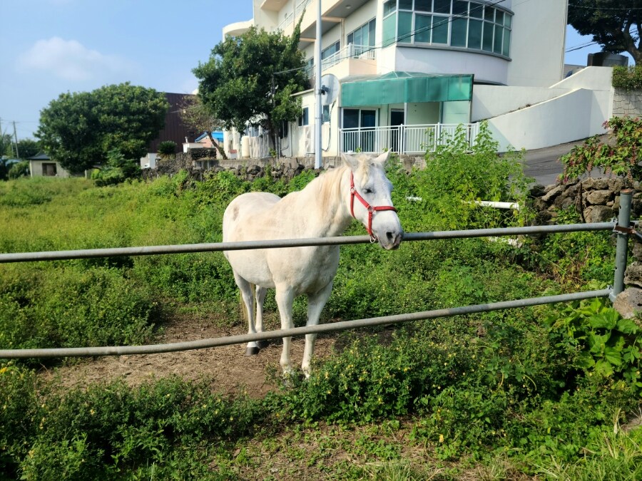 제주 환상 자전거길 234km 도보여행 3일차 -스압주의-_26.jpg