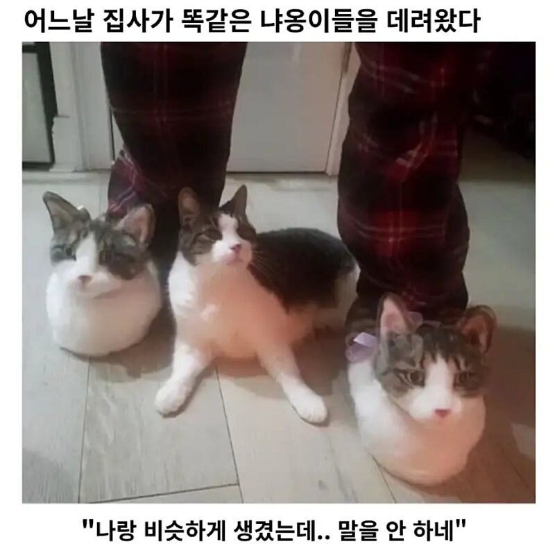 어느 날 집사가 똑같은 냐옹이들을 데려왔다.jpg_1.jpg