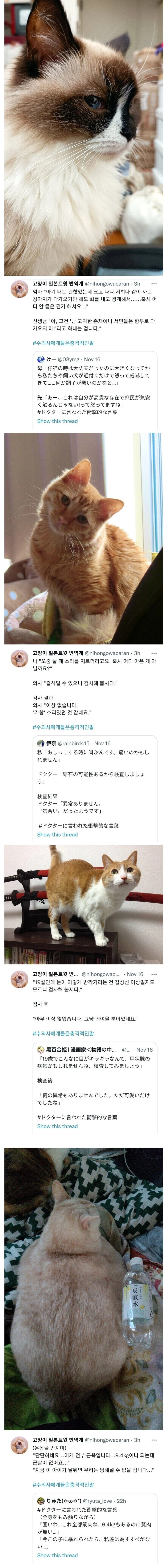 쉽지않은 고양이의 인생_2.jpg