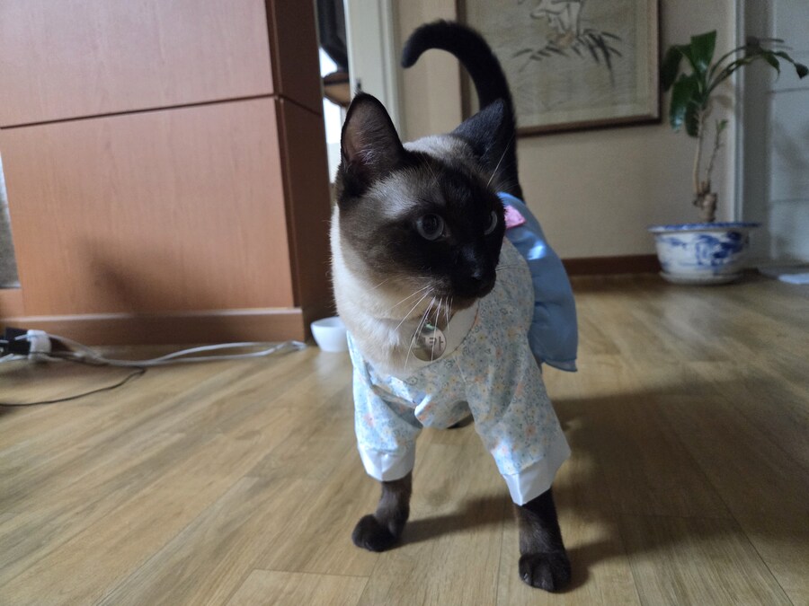 한국에서 태어난 태국 오토코노코가 여자 한복 입은 사진_3.jpg