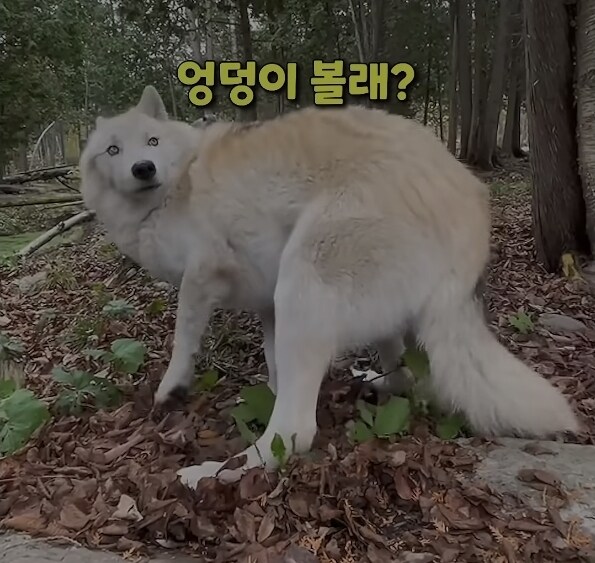 너네들 엉덩이 볼래?_1.jpg